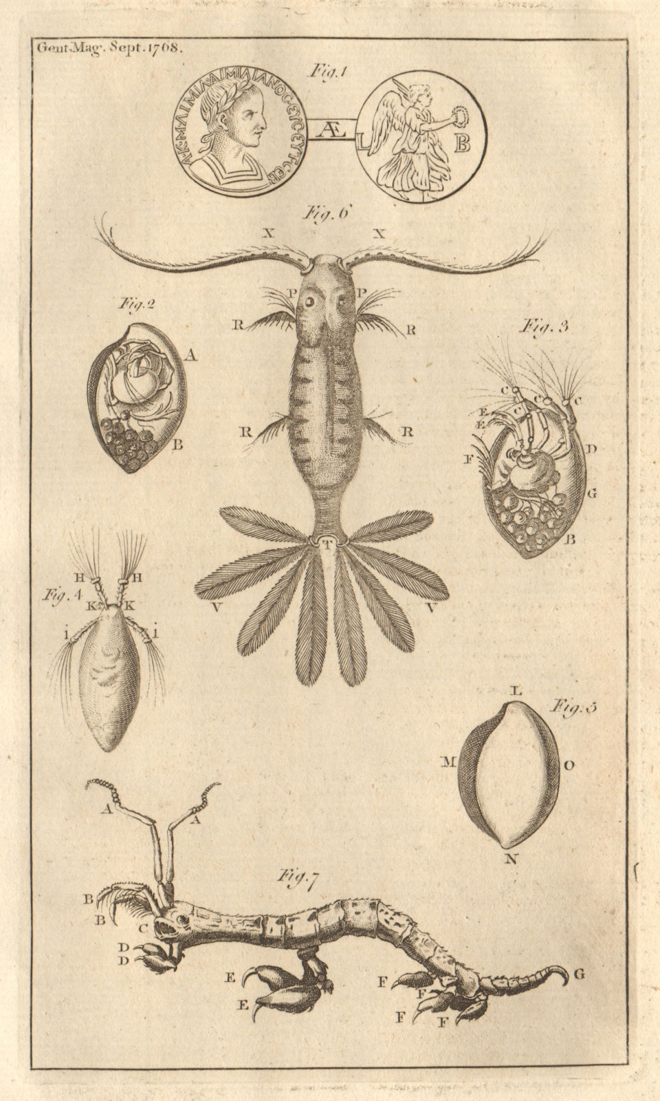 Roman copper coin of M. Emilius Emilianus. Three Marine Insects 1768 old print