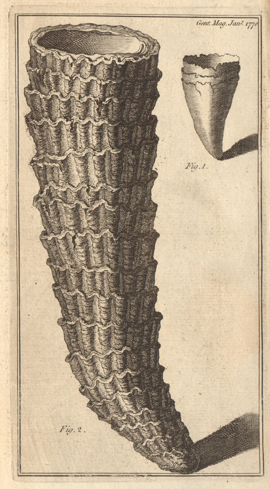 Horn/cone shaped fossil shell, found in Languedoc. Genus Pinna 1770 old print