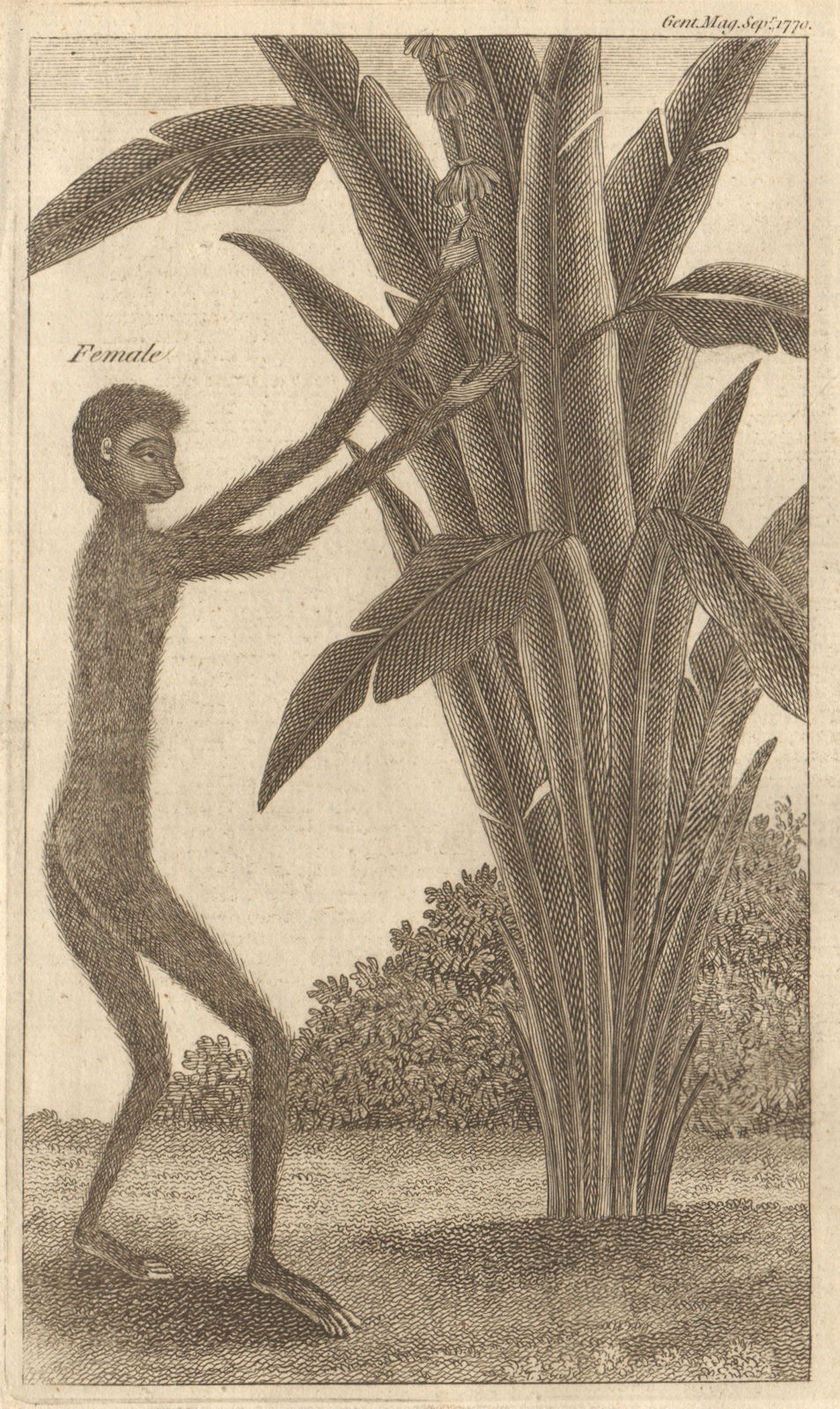 A Monkey (The Gibbon of Buffon). Simia Lar. Mammals. Asia 1770 old print