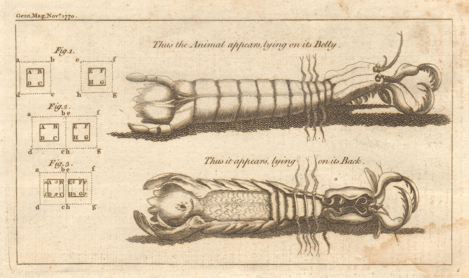 Associate Product Shell fish crayfish lobster. Causes of attraction & repulsion. Crustaceans 1770