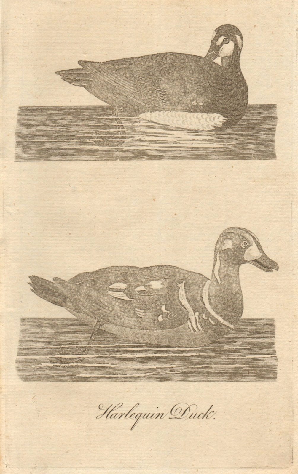 Harlequin Duck, male and female. Poultry 1774 old antique print picture