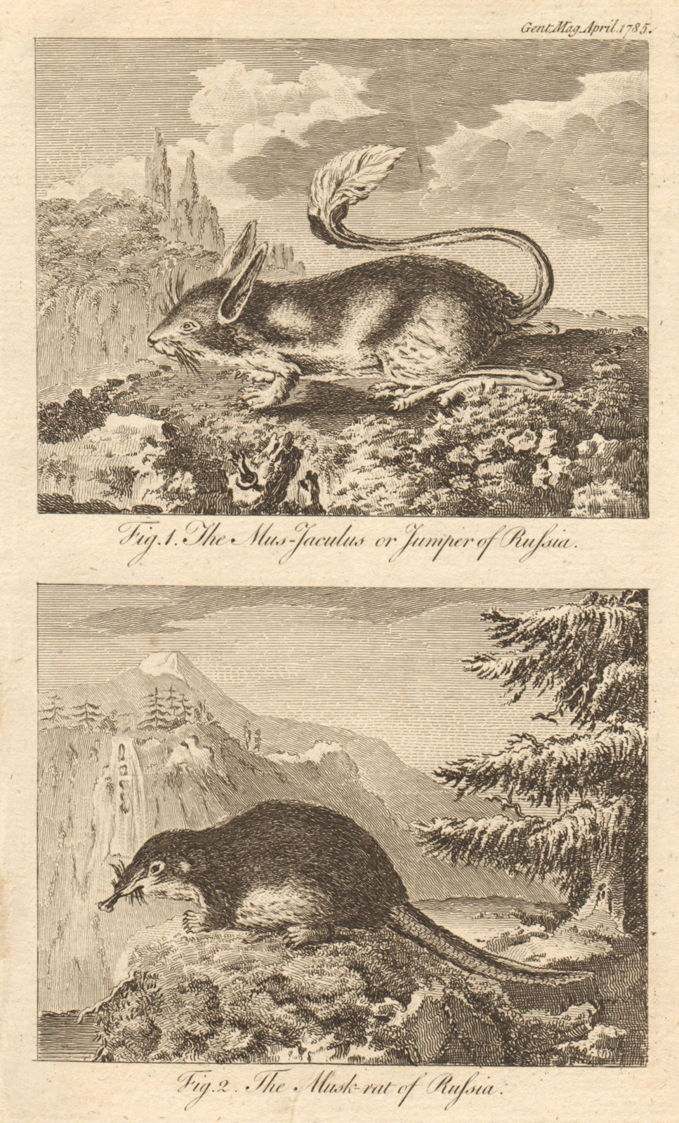 Mus Jaculus or Jumper (Egyptian Jerboa). Muskrat (Mus Zibethicus). Russia 1785