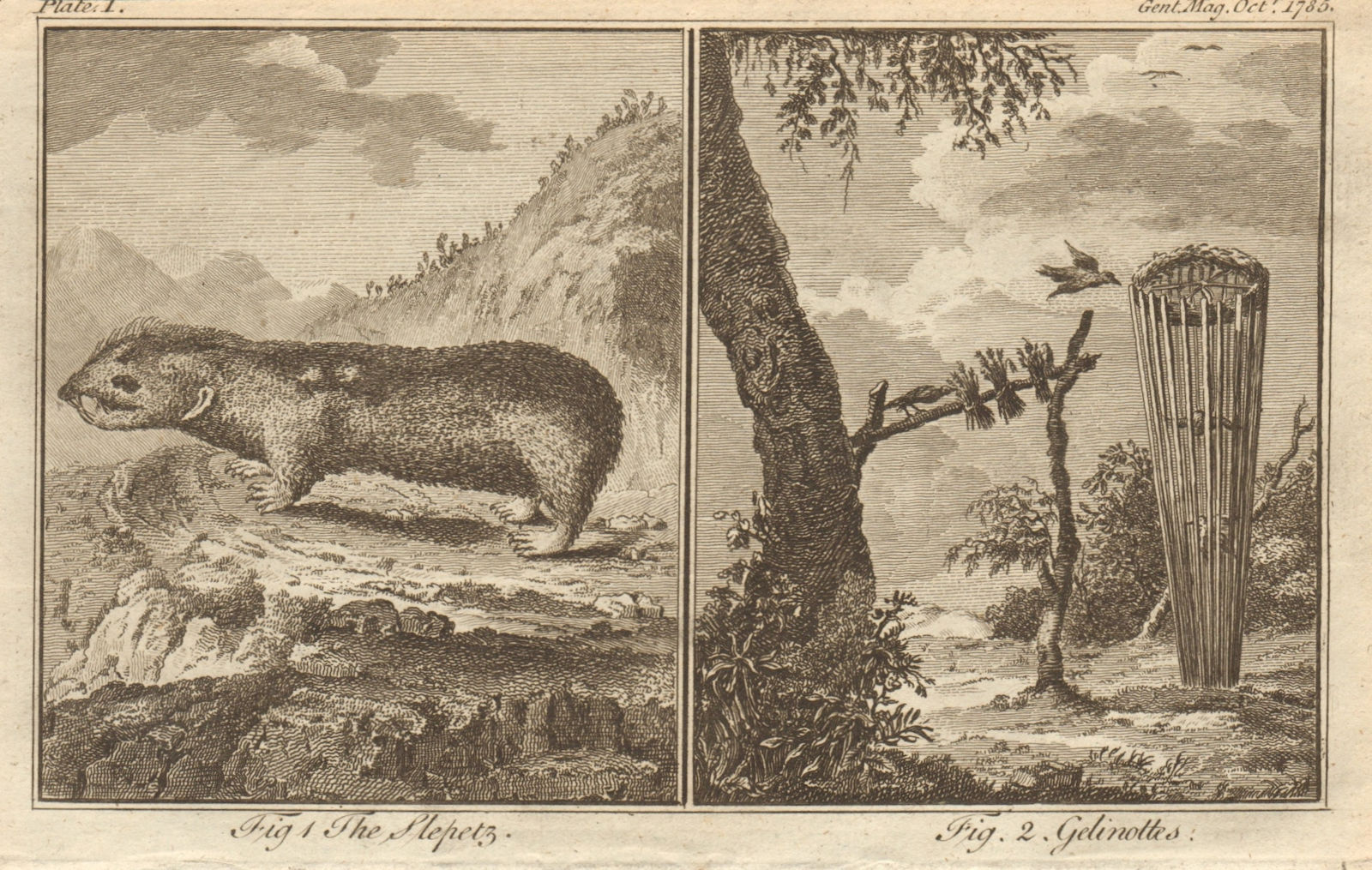 Slepetz, probably mus lagurus. Gelinotte/Grous bird & trap, Tetrao Bonasia 1785