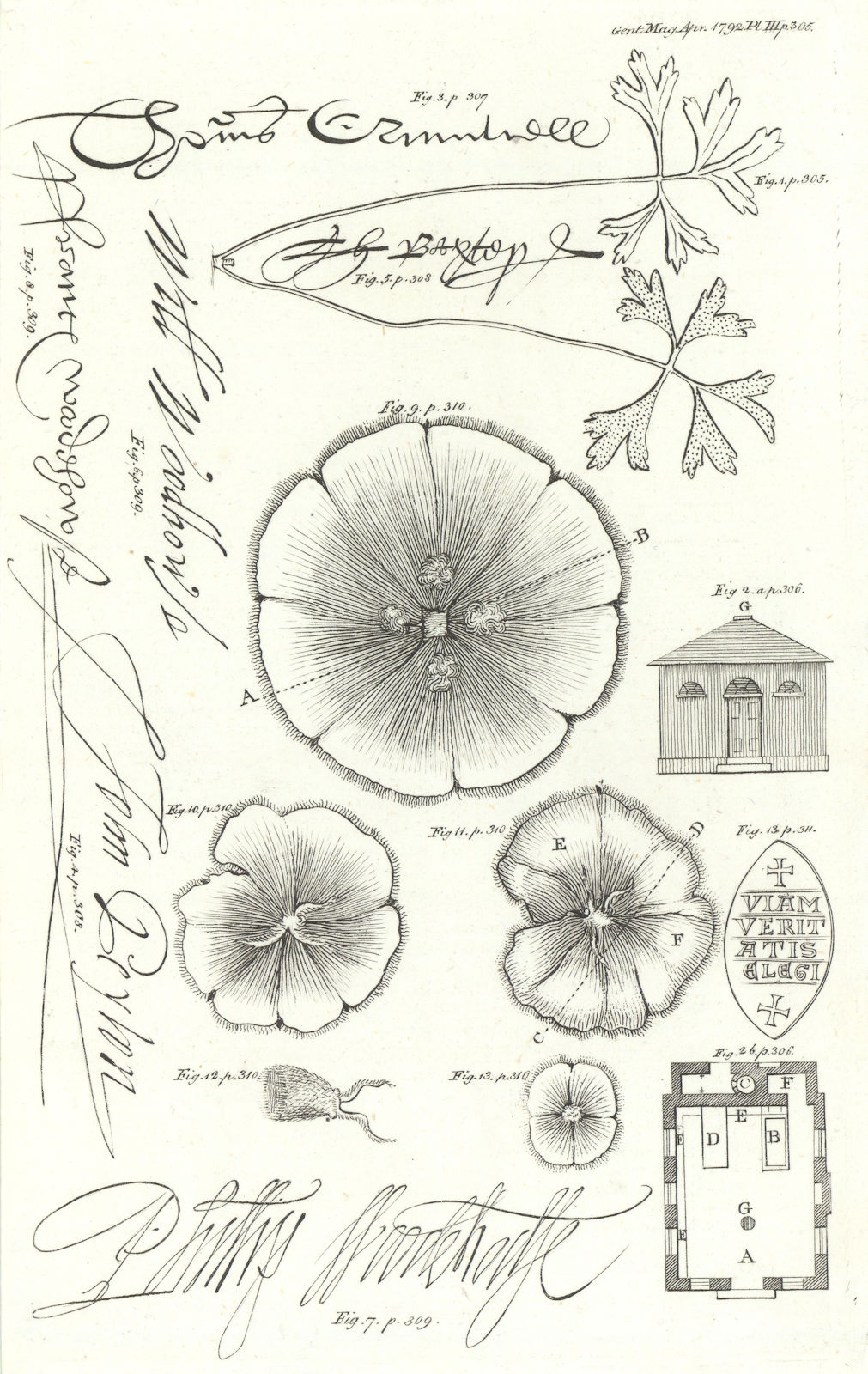 Anemone. Thomas Cromwell Peyton Baxter William, Philip & Francis Woodhouse 1792
