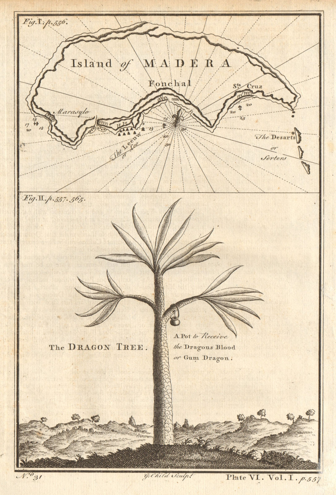Island of Madera (Madeira). The Dragon Tree. CHILD 1745 old antique map chart
