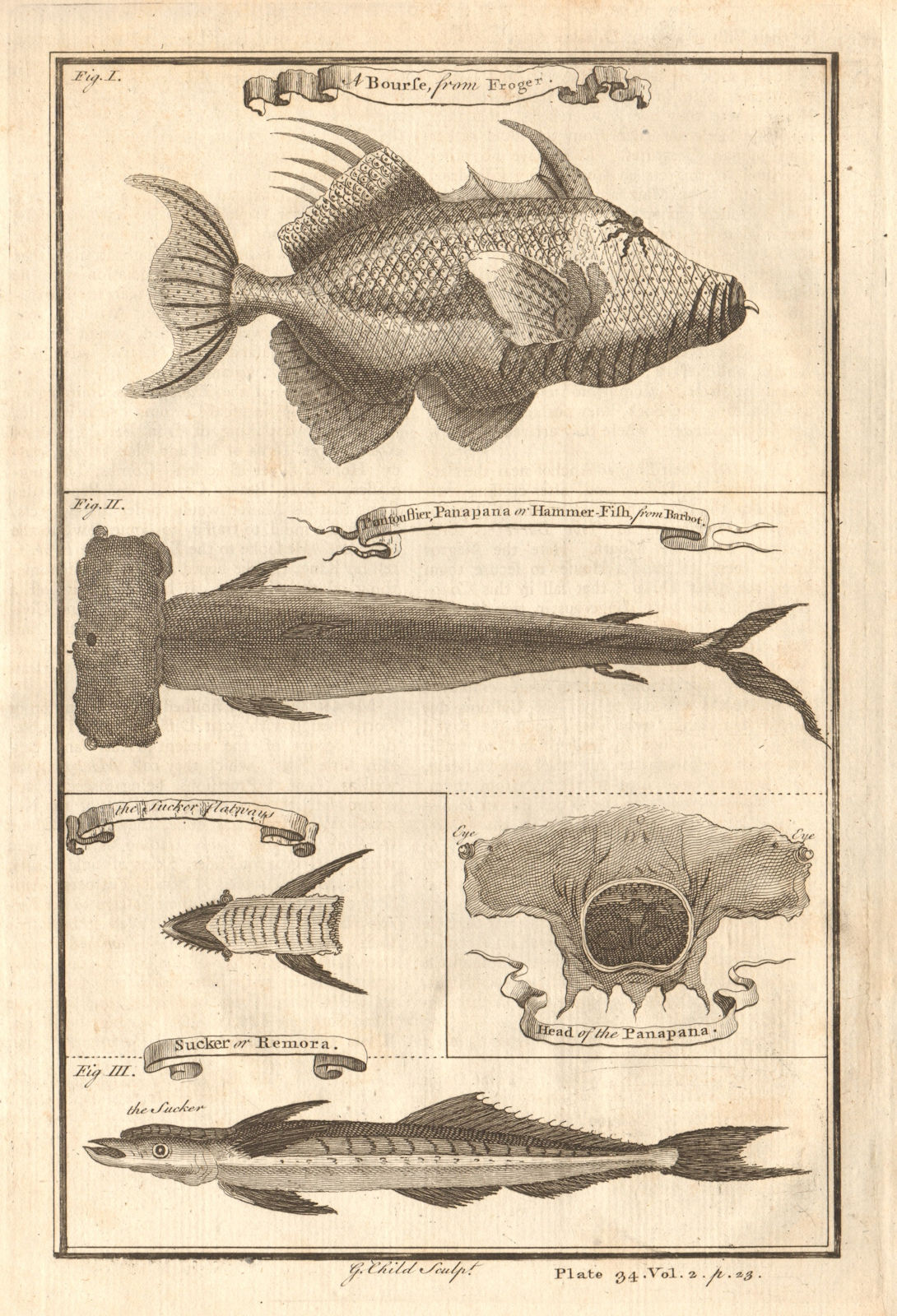 Bourse/triggerfish. Pantouflier/Hammerhead shark. Remora. West African Fish 1745