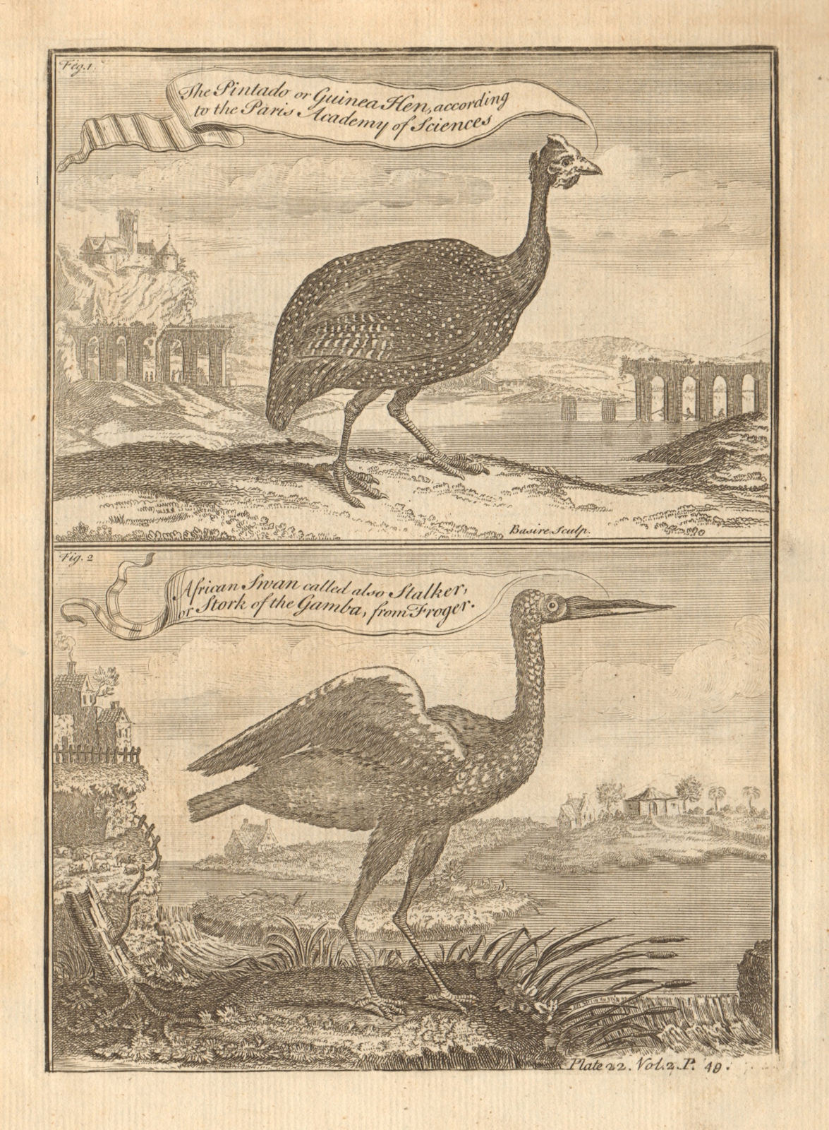 Pintado or Guinea-Hen. African Swan, or Gambian Stork. West African birds 1745