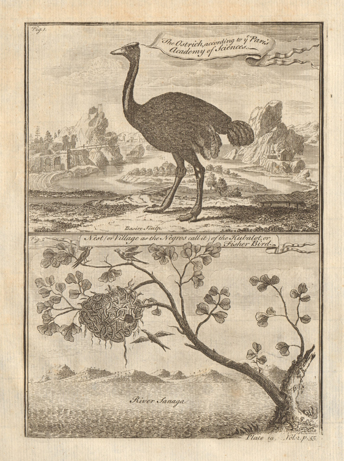 Kubalot or Fisher Bird nest. The Ostrich. West African birds 1745 old print