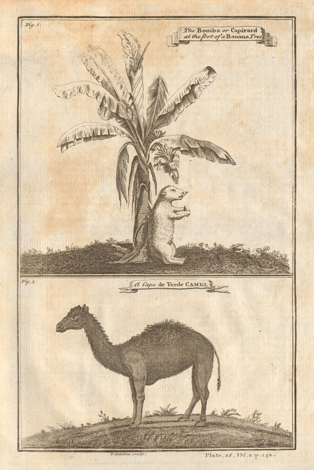 Bomba or Capivard & Banana-Tree. Capybara. Cap-Vert camel 1745 old print