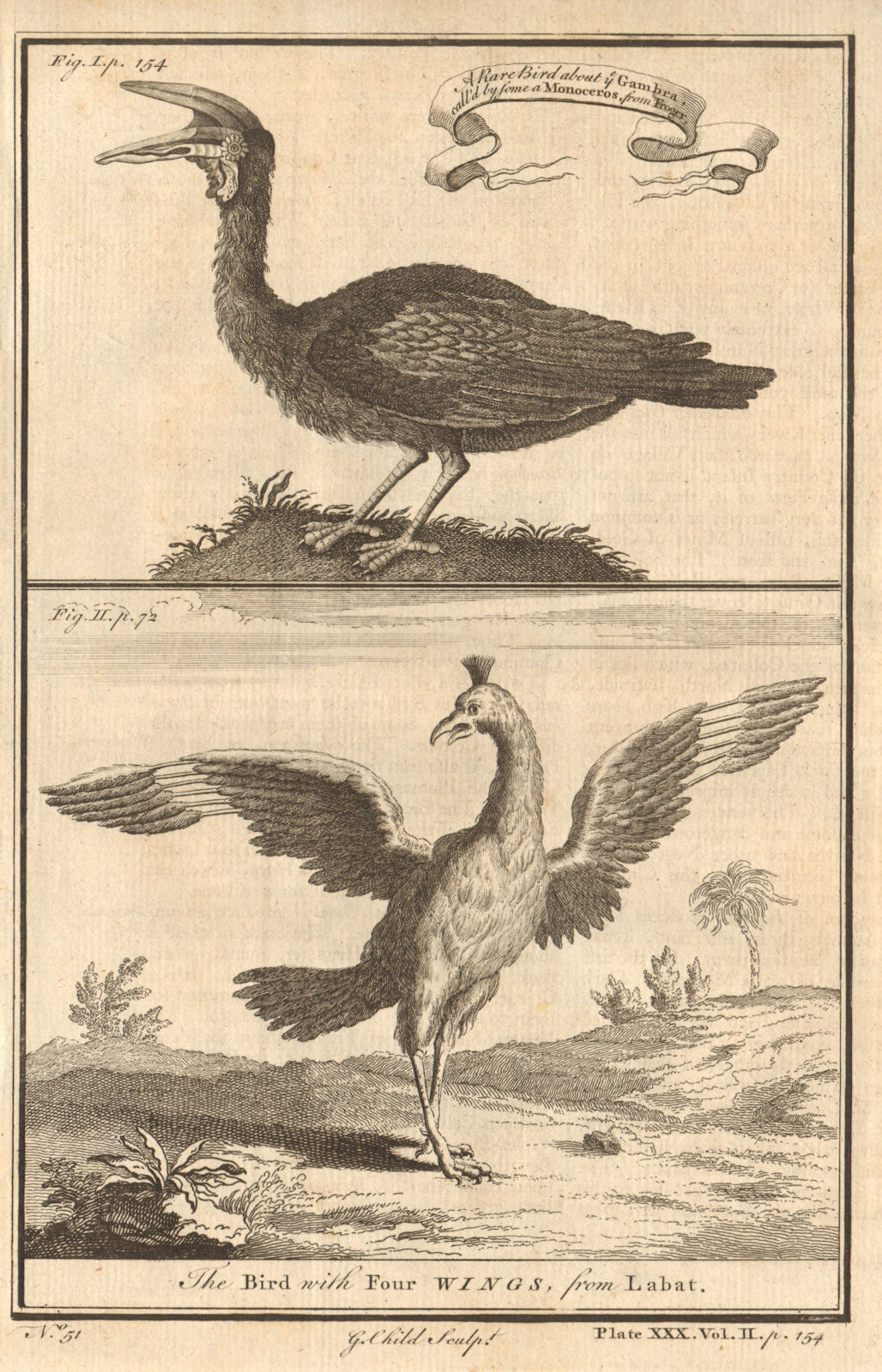 Gambian birds. Monoceros. A bird with four wings. CHILD 1745 old antique print