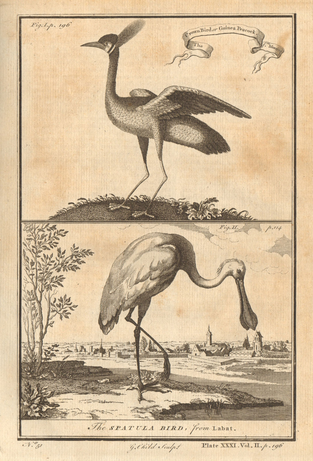 The Crown-Bird, or Guinea-Peacock. The Spatula-Bird. Gambia 1745 old print