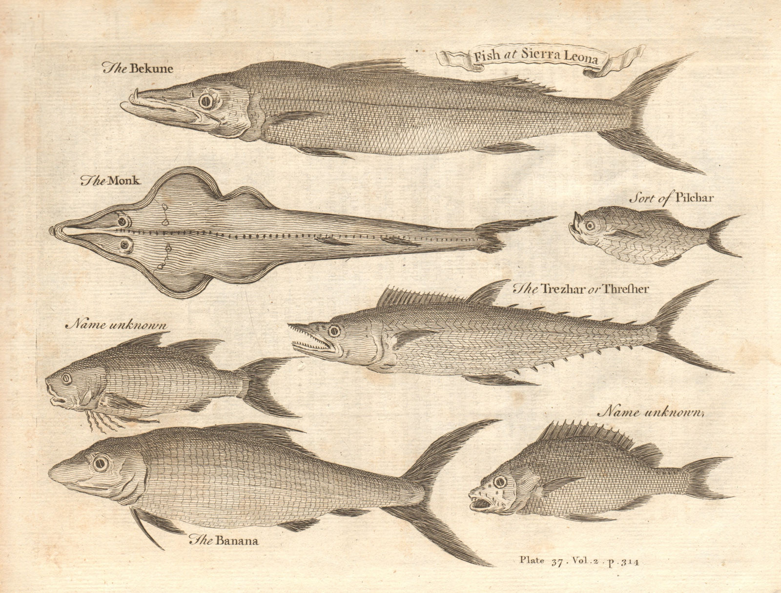 Associate Product Fish at Sierra Leona. Pilchard Barracuda Banana Thresher 1745 old print