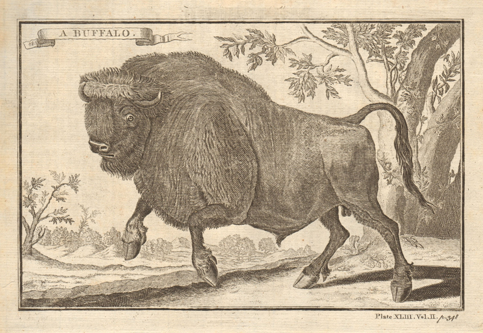 A buffalo. West Africa 1745 old antique vintage print picture