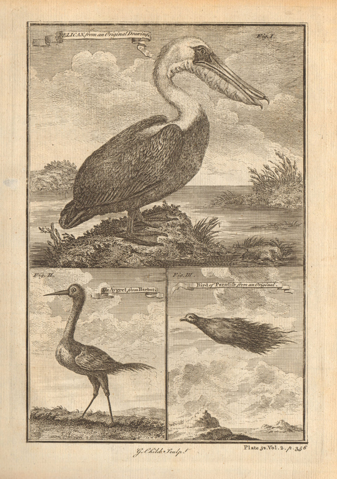 Pelican. The Aygret / Egret. The bird of paradise. West African birds 1745