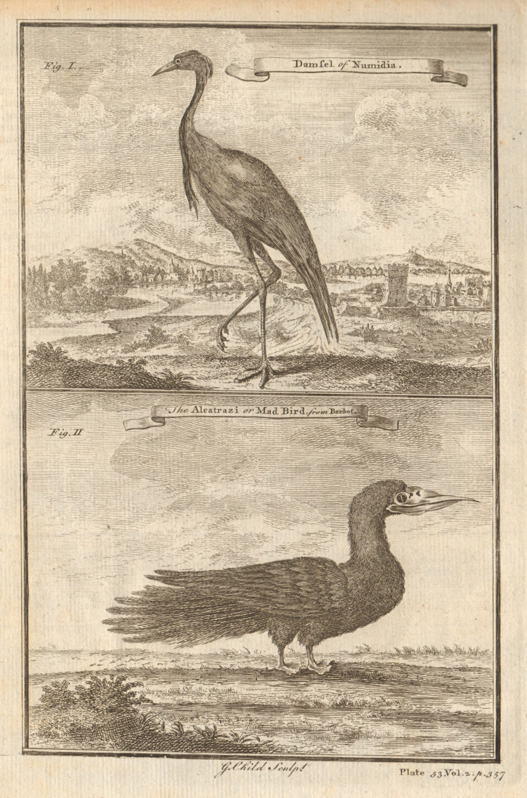 West African Birds. Crane Demoiselle. Alcatrazi or Mad-Bird. Albatross 1745