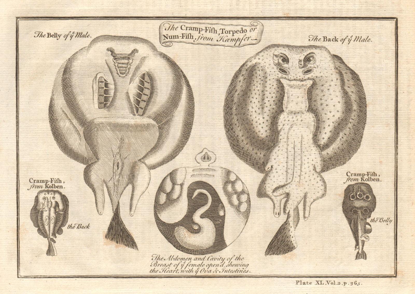 The Cramp-fish, Torpedo, or Numb-Fish. Electric rays. West African fish 1745
