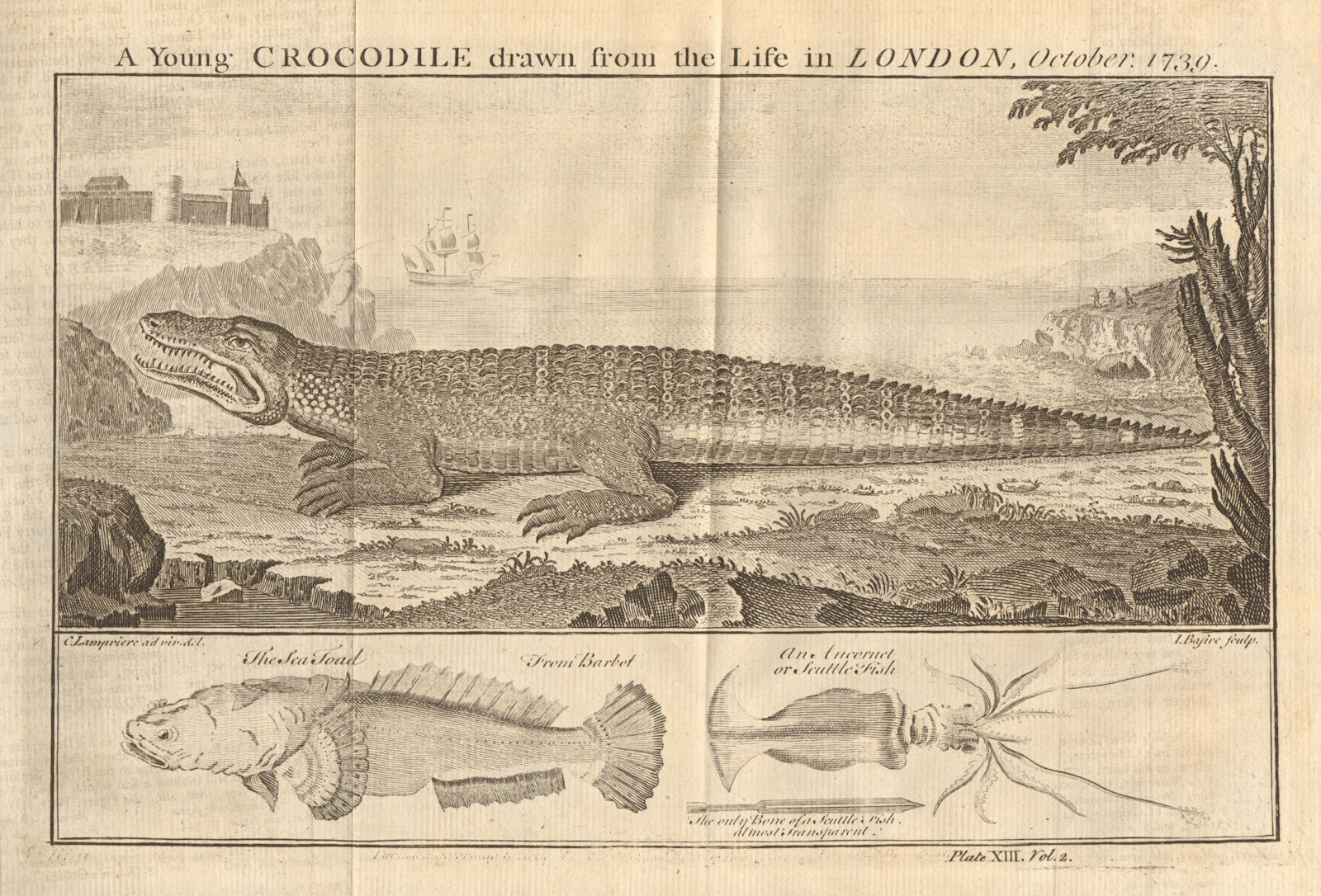 Young Crocodile, drawn in London 1739. Sea toad. Cuttlefish. West Africa 1745