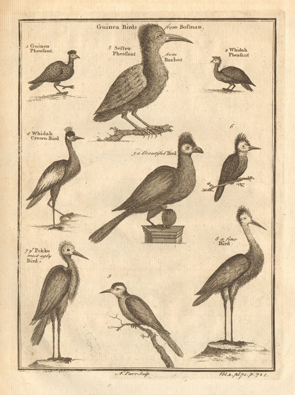 West African birds Sestro Ouidah Guinea pheasants . West Africa 1745 old print