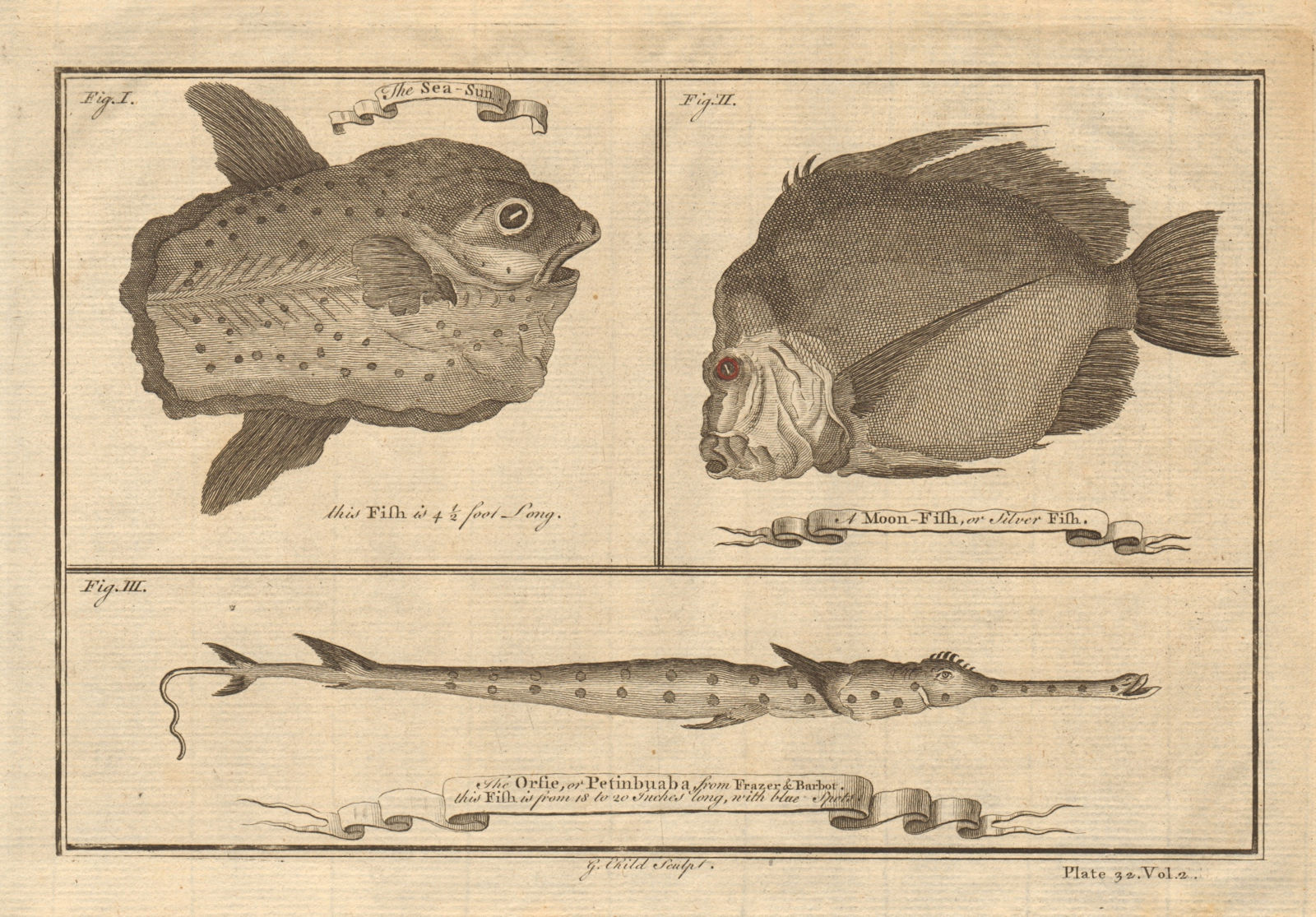 Ocean sunfish. Opah Moonfish. Orsie Petinbuaba Filefish. West African Fish 1745
