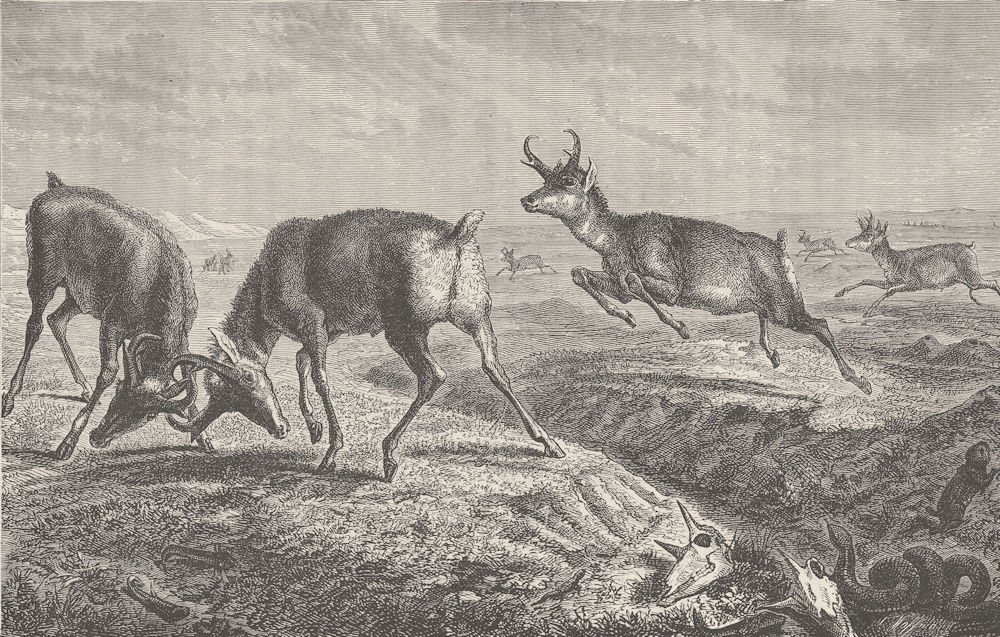 USA.Prong-horn Antelope,hunted by the Utes,Comanches & plains Indians 1890