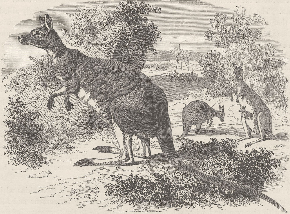 AUSTRALIA. Kangaroos at Home. An Australian scene 1890 old antique print