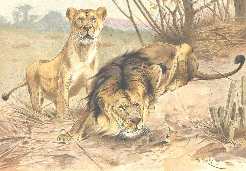 LIONS. Lion and lioness 1893 old antique vintage print picture