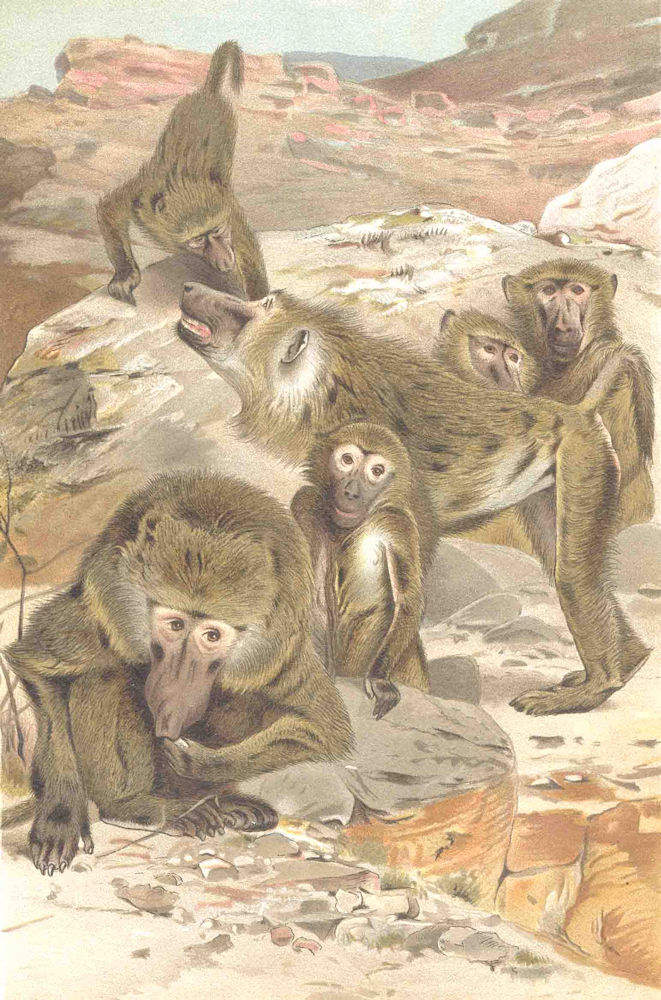 PRIMATES. Baboons 1893 old antique vintage print picture