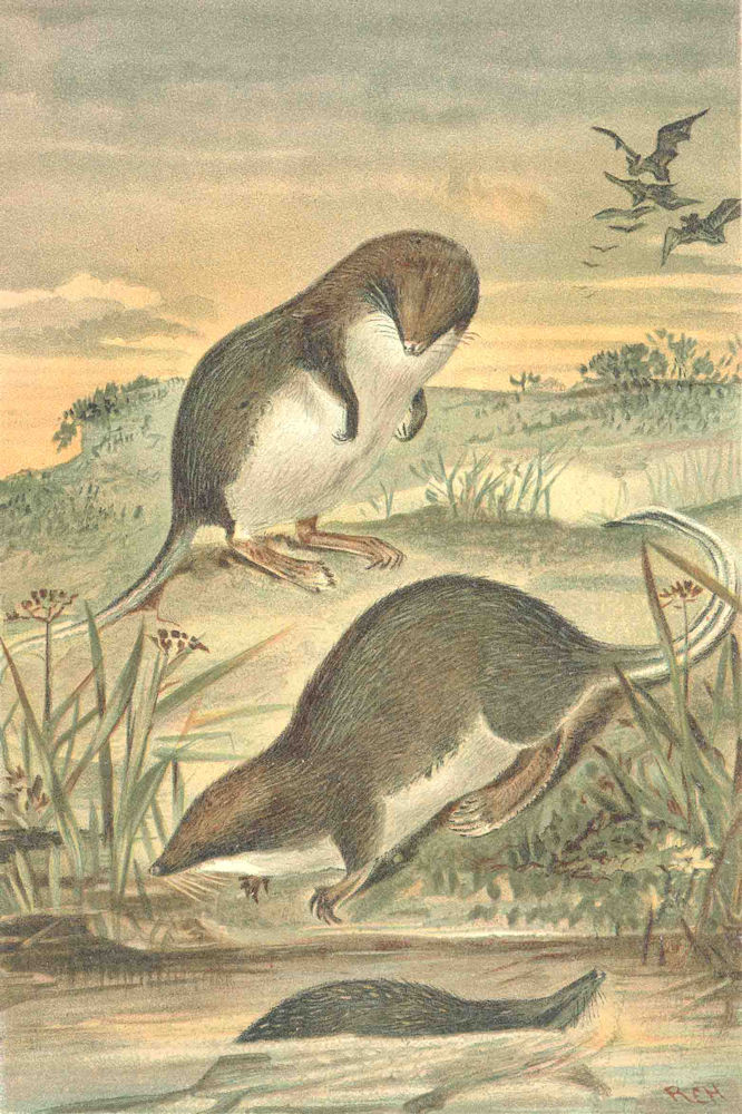 Associate Product SHREWS. Web-footed shrews 1893 old antique vintage print picture