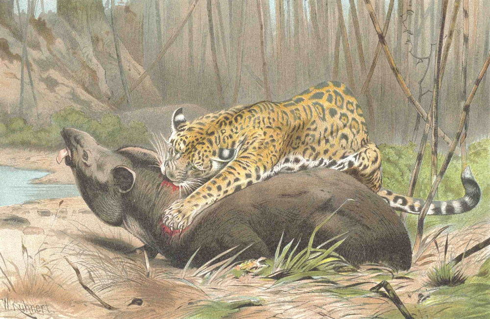 CATS. Jaguar killing tapir 1893 old antique vintage print picture