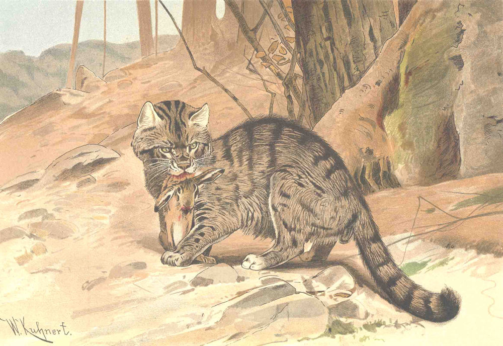 CATS. Wild cat 1893 old antique vintage print picture