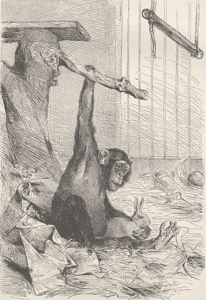 PRIMATES. A young chimpanzee 1893 old antique vintage print picture