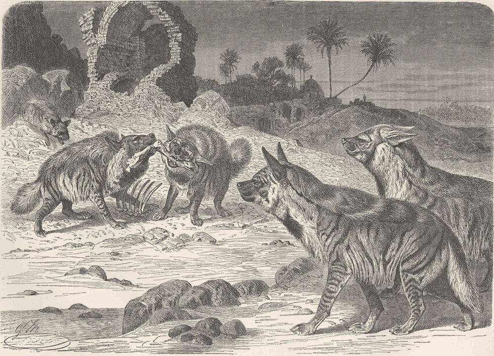 CARNIVORES. Gathering of striped hyaenas 1893 old antique print picture