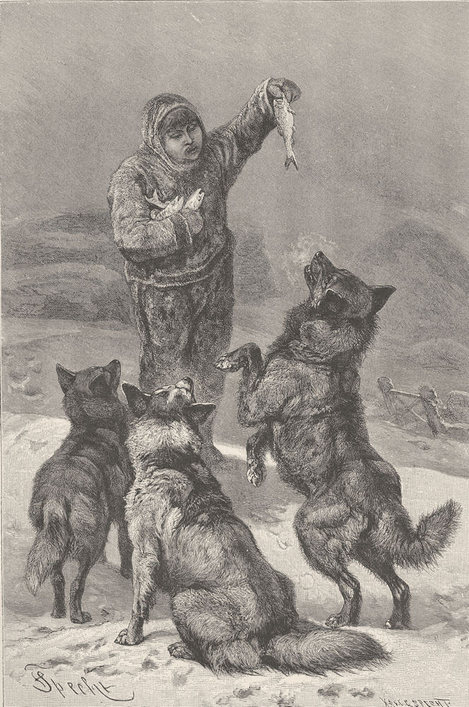 DOGS. An Eskimo and his dogs 1893 old antique vintage print picture