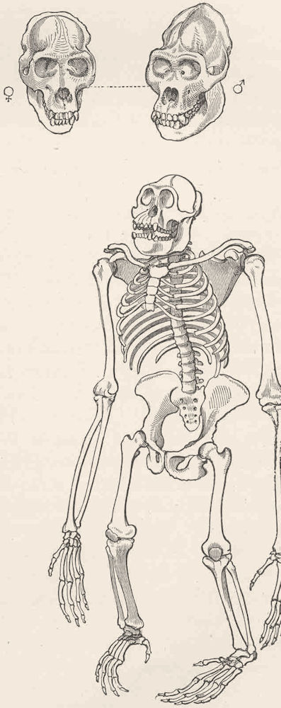 PRIMATES. Skeleton of gorilla 1893 old antique vintage print picture