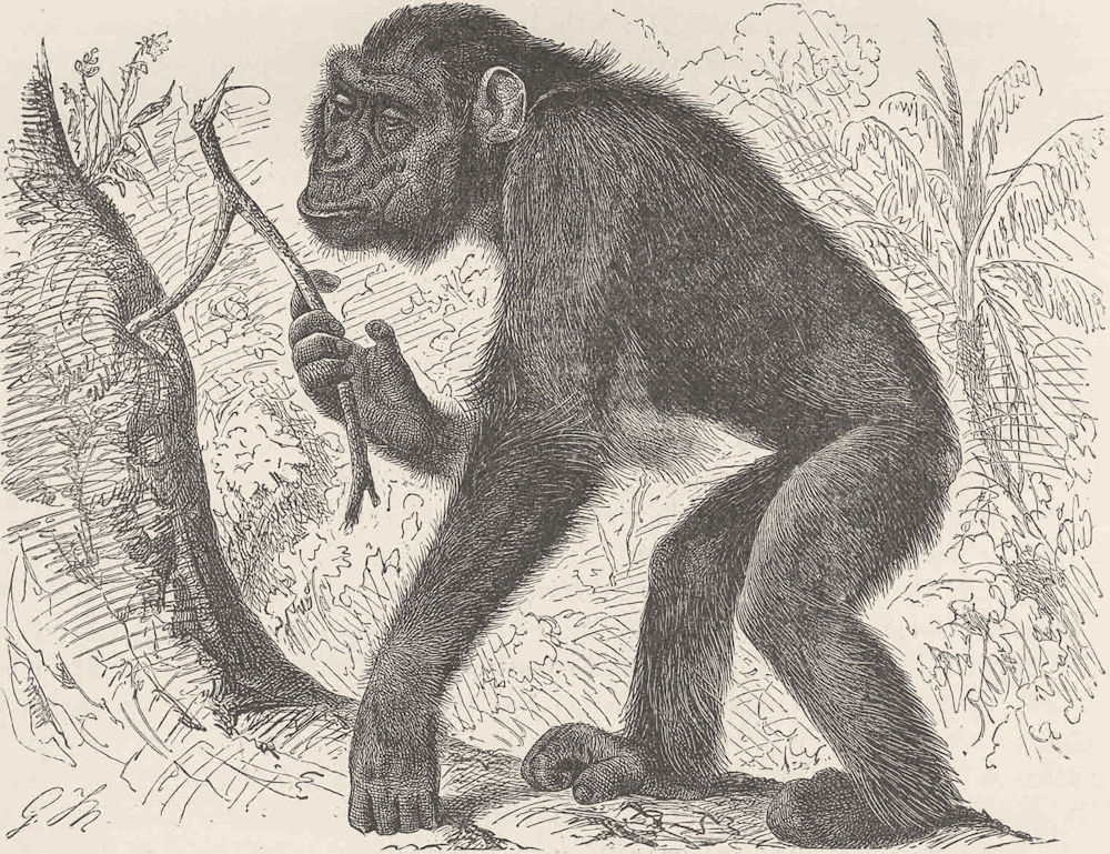 PRIMATES. The chimpanzee Mafuka 1893 old antique vintage print picture