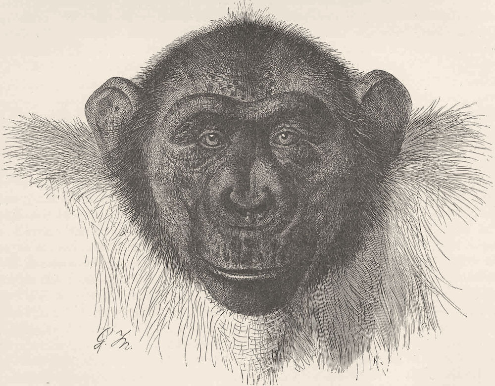PRIMATES. Head of chimpanzee Mafuka 1893 old antique vintage print picture