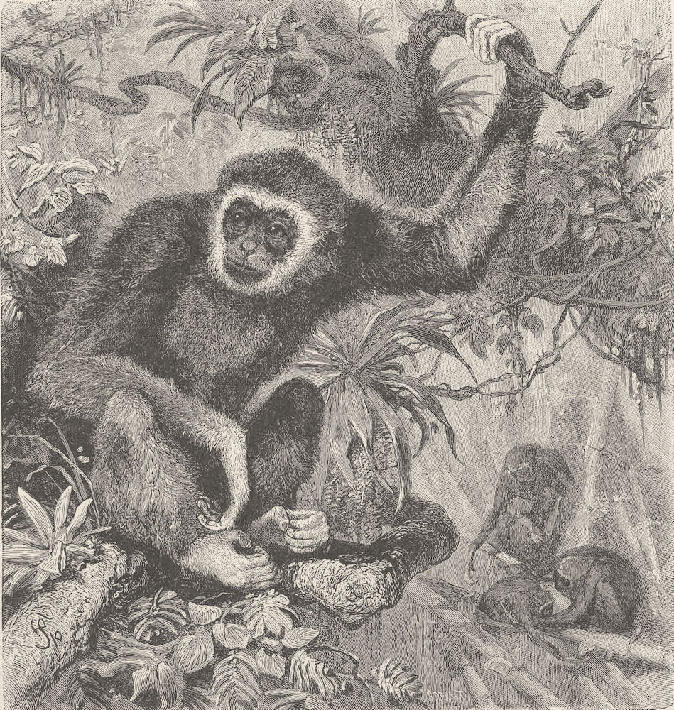 PRIMATES. The white-handed gibbon 1893 old antique vintage print picture