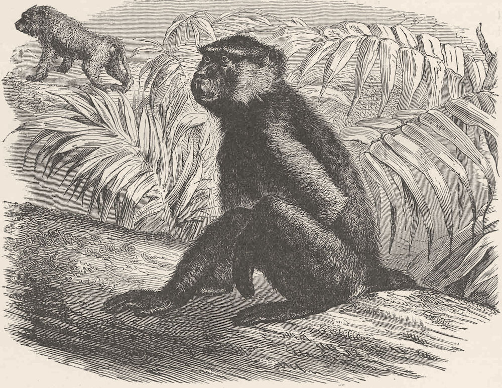 PRIMATES. The yellow baboon 1893 old antique vintage print picture