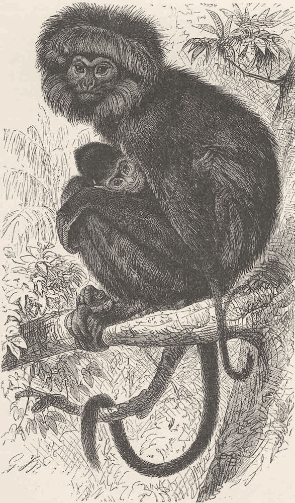 PRIMATES. Negro monkey 1893 old antique vintage print picture