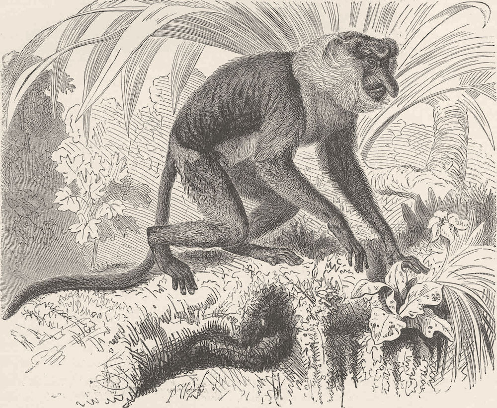 PRIMATES. The proboscis monkey 1893 old antique vintage print picture