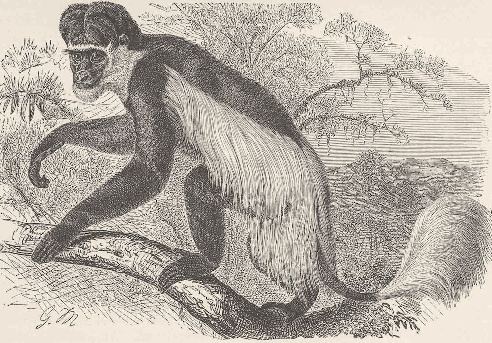 PRIMATES. The guereza monkey 1893 old antique vintage print picture