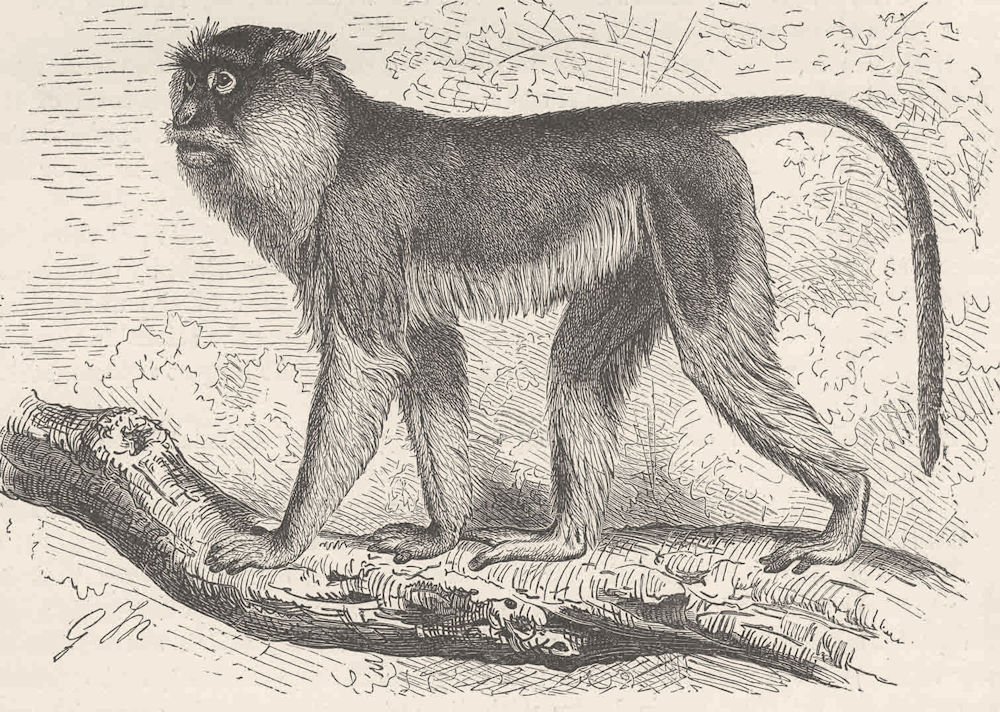 PRIMATES. The patas monkey 1893 old antique vintage print picture
