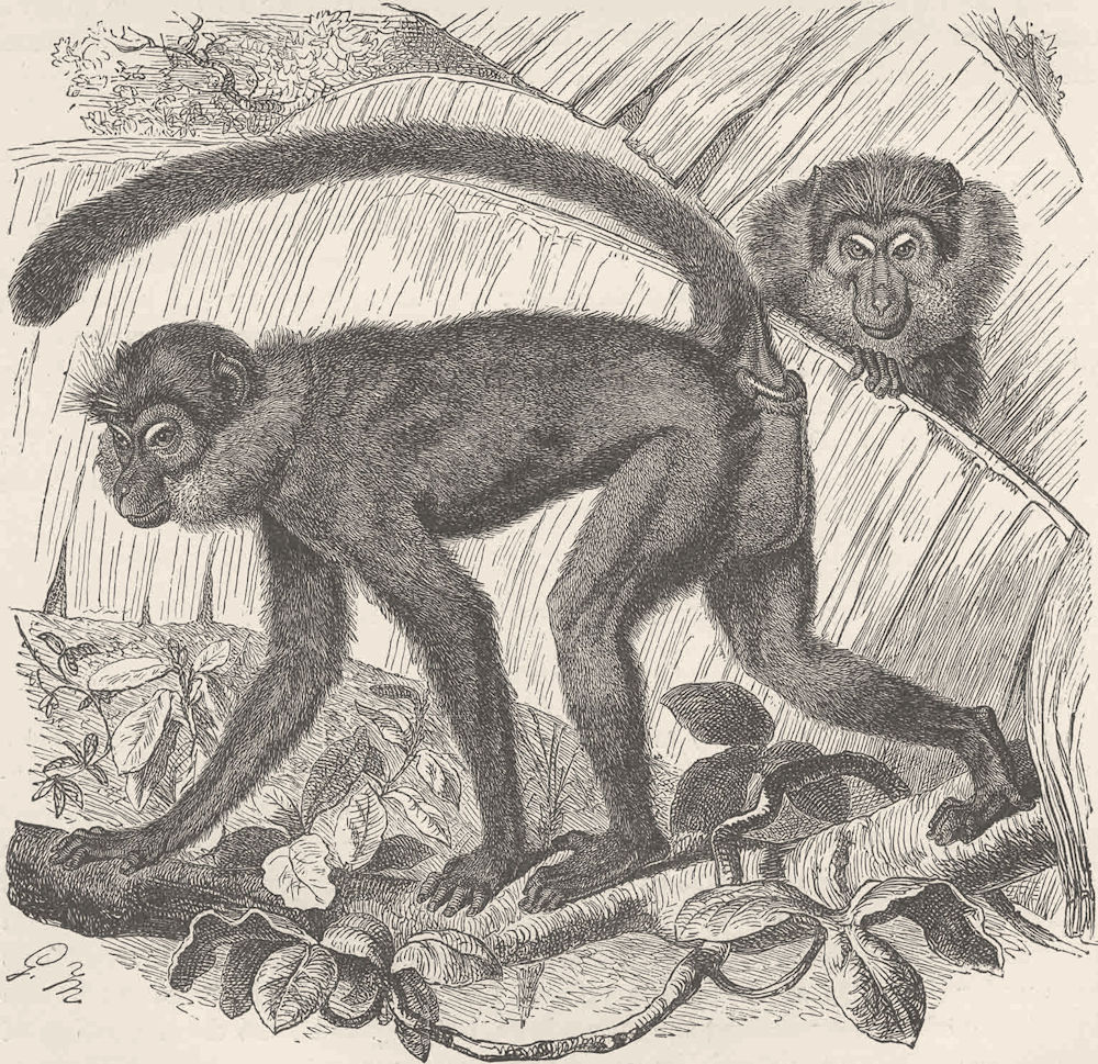 PRIMATES. The sooty Mangabey 1893 old antique vintage print picture