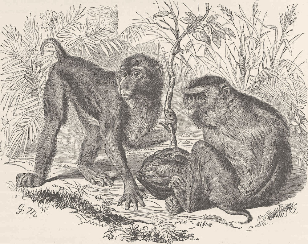 PRIMATES. The pig-tailed monkey 1893 old antique vintage print picture