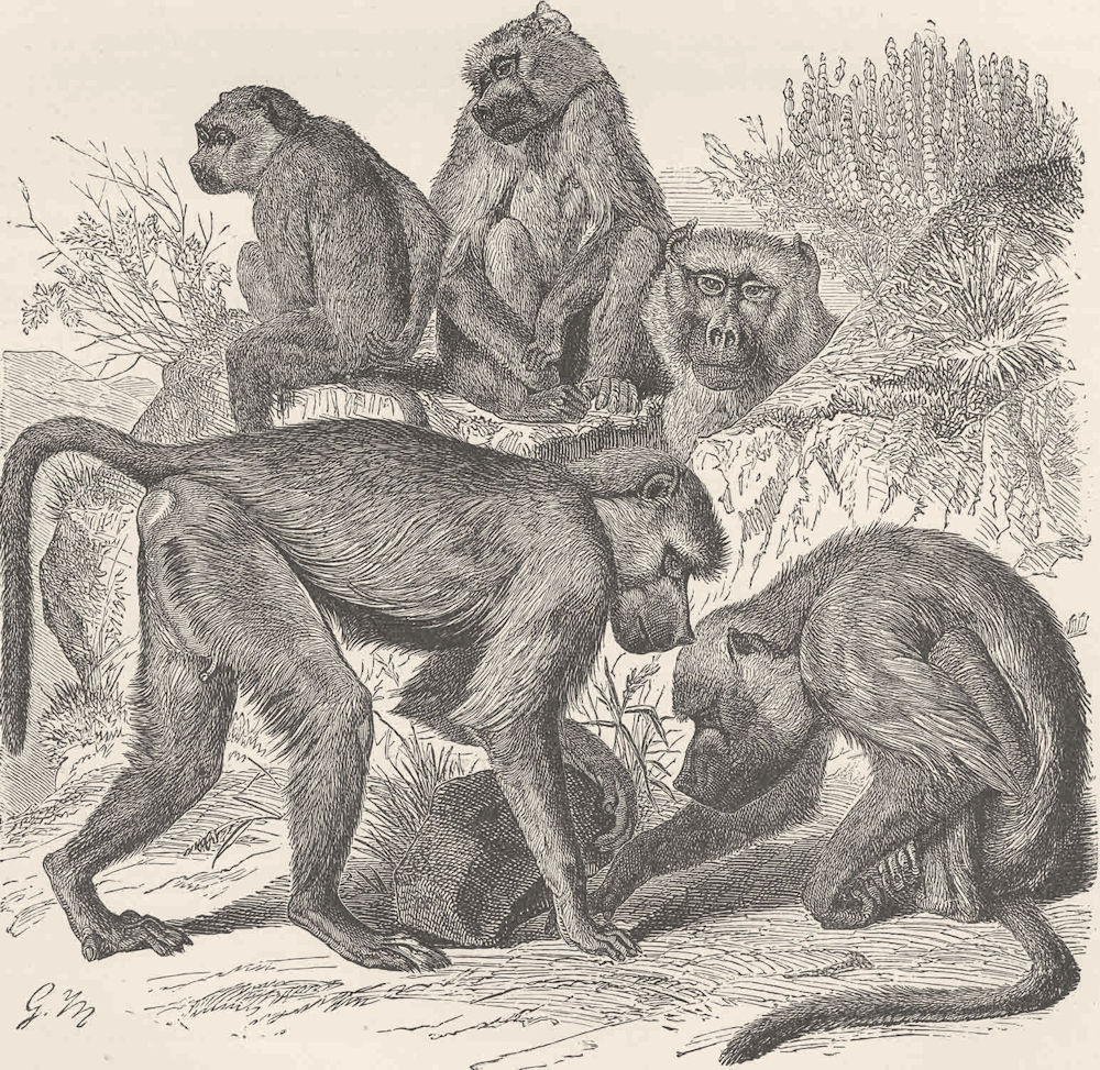 PRIMATES. The yellow baboon 1893 old antique vintage print picture