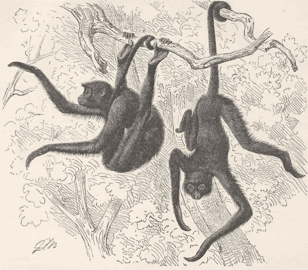 PRIMATES. Red-faced spider-monkey 1893 old antique vintage print picture