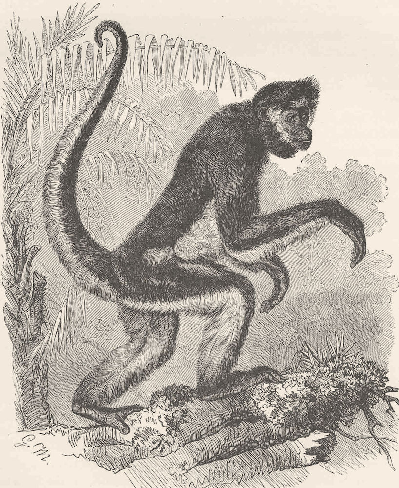 PRIMATES. Variegated spider-monkey  1893 old antique vintage print picture