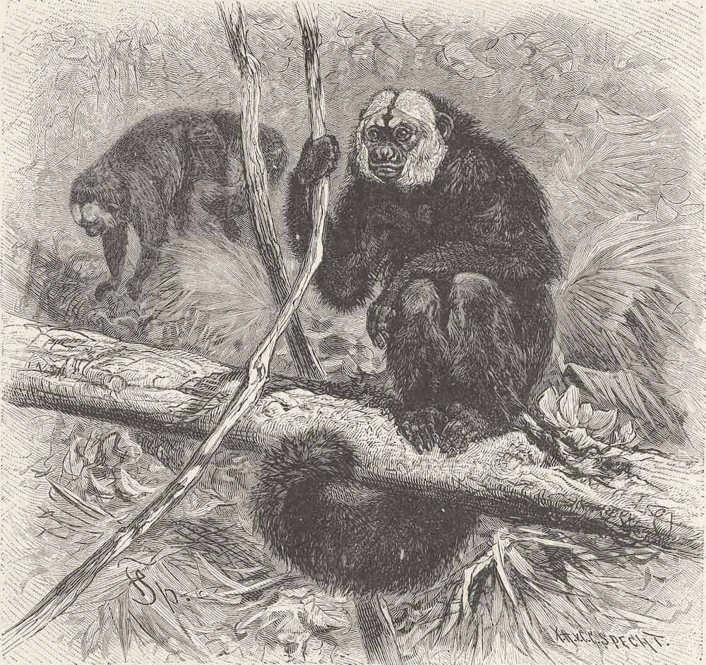 Associate Product PRIMATES. The white-headed saki 1893 old antique vintage print picture