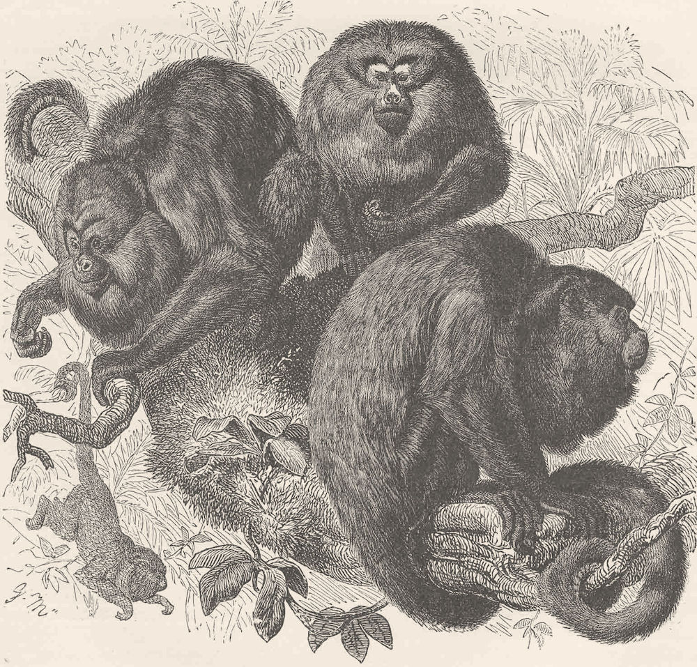 PRIMATES. The black howler 1893 old antique vintage print picture