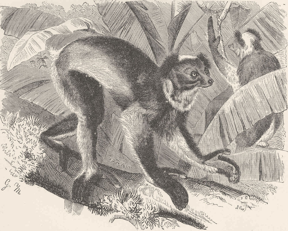 PRIMATES. Indri lemur 1893 old antique vintage print picture